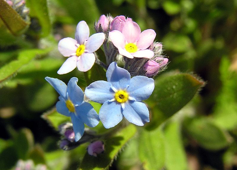 Fiori e Piante di Toscana festa dei nonni